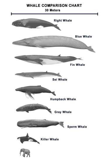 fin whale average weight